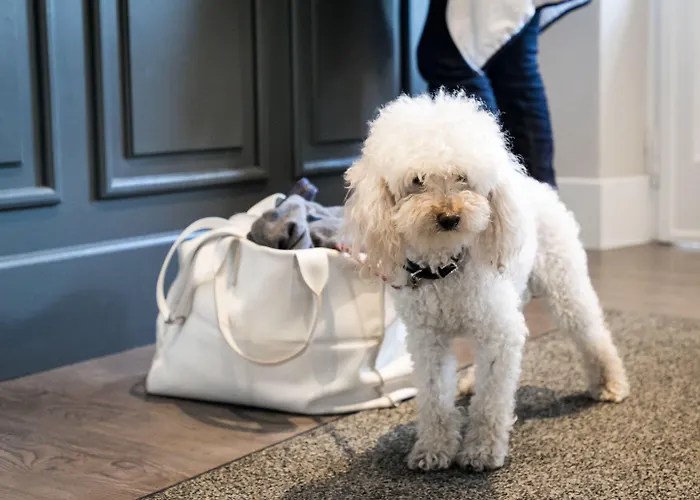 Belvedere 3* ستريزا